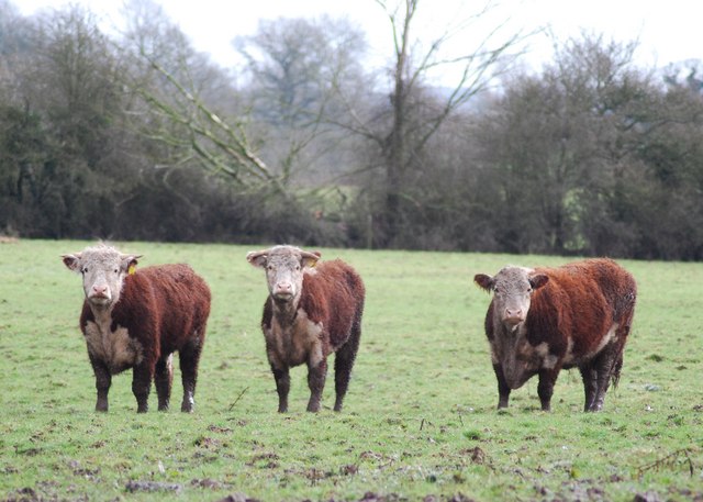 Out-wintered cattle