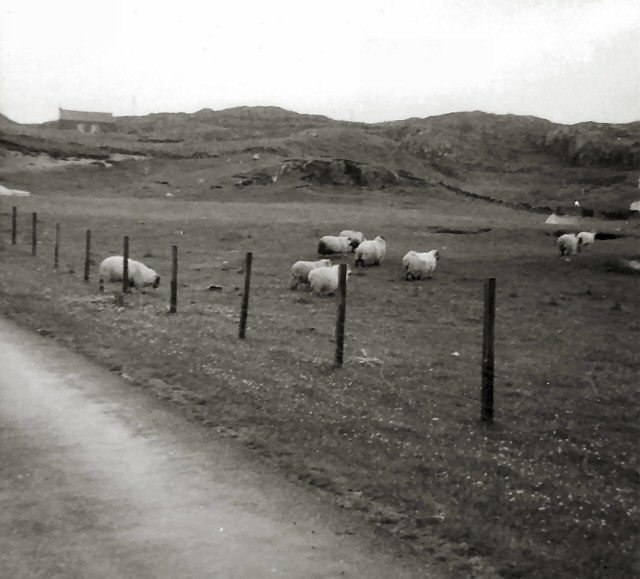 Grazing at Clachtoll