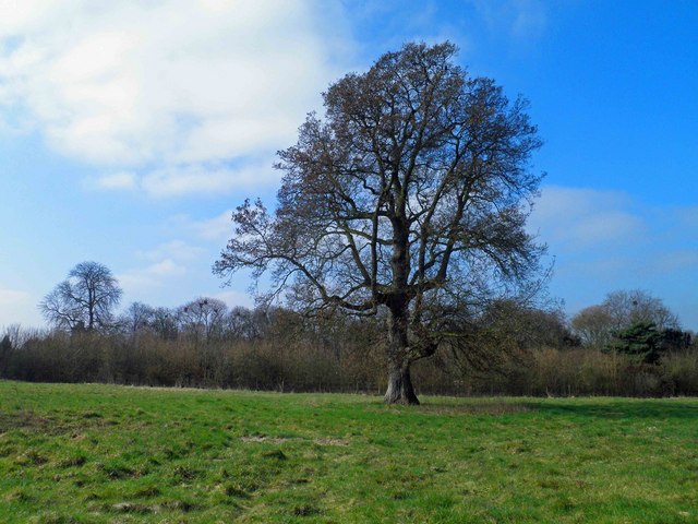 Tree in the grounds of Tempsford Hall © Steve Fareham cc-by-sa/2.0 ...