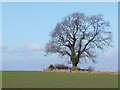 Winter tree in arable field