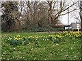 Daffodils near Sunnymead