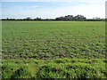 Arable land west of the Hermitage