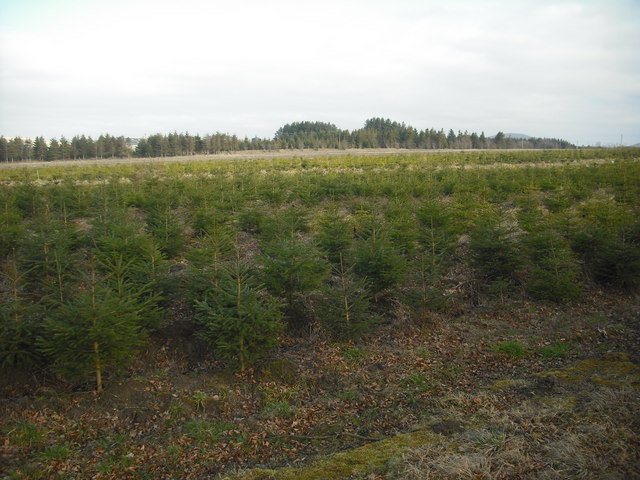 Young conifers