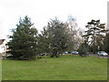 Evergreen trees on All Saints Green