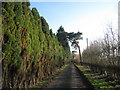 Lane to Kirmington Vale