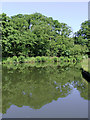 Canal and woodland at Calf Heath, Staffordshire