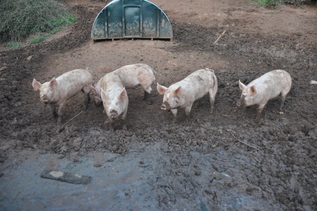 Teignbridge : Pigs in Mud © Lewis Clarke cc-by-sa/2.0 :: Geograph ...