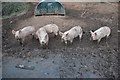 Teignbridge : Pigs in Mud