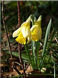 SX7988 : Daffodils, Dunsford Wood by Derek Harper
