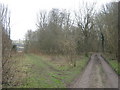 Track and bridleway junction in Palmtree Hill Plantation