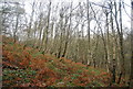 SO4480 : Silver birches, Stoke Wood by N Chadwick