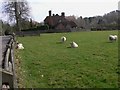 Sheep at Tilford