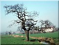 Oak, Lake View Park, 1974