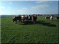 Inquistive Cows on Bordon Hill 