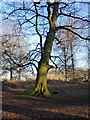 Trees near Cambrian Road Gate, Richmond Park (2)