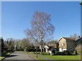 Silver Birch at Manor Gardens, Saxmundham