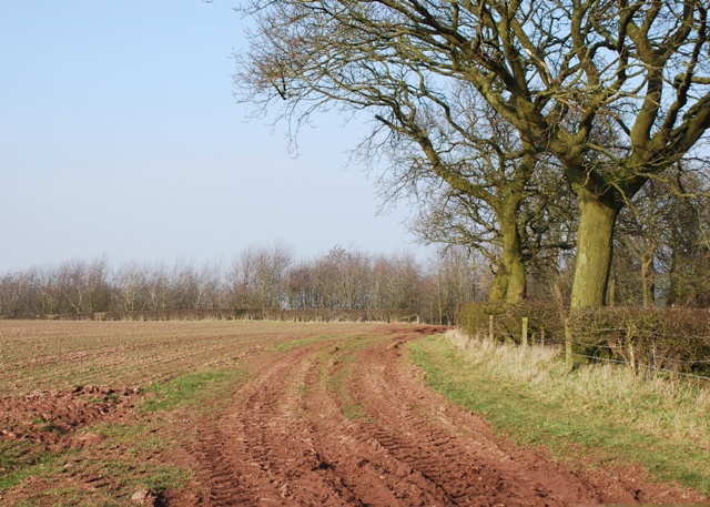 Track to the wood