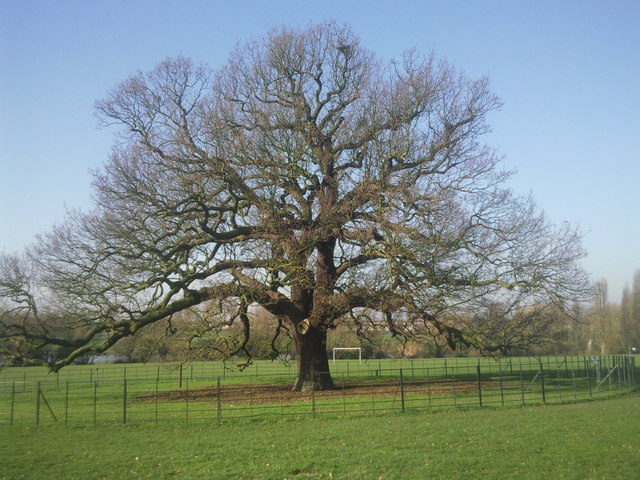 The Charter Oak, Danson Park