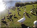 SD8721 : Ducks and geese at New Line Reservoir, Britannia by Steven Haslington