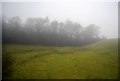 Woodland in the mist near Marshbrook