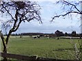 Horse paddocks at Walnut Tree Farm