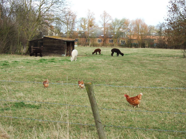 Three hens and four Alpacas near Pinchbeck