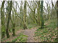 Footpath in woodland