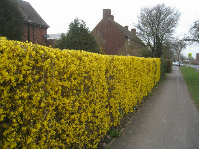 Yellow forsythia hedge