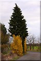 Trees by the bridleway