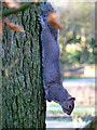 Grey squirrel, Town Gardens, Swindon