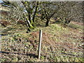 Old green lane path near Coed Troed-y-rhiw