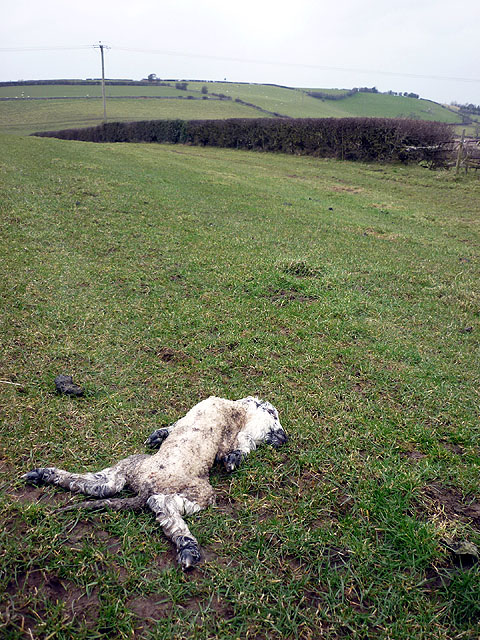 Poor lamb, Ackenthwaite