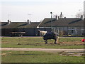 Horse grazing - Muirhead Drive