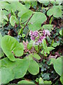 Winter Heliotrope (Petasites fragrans), Lytchett Matravers