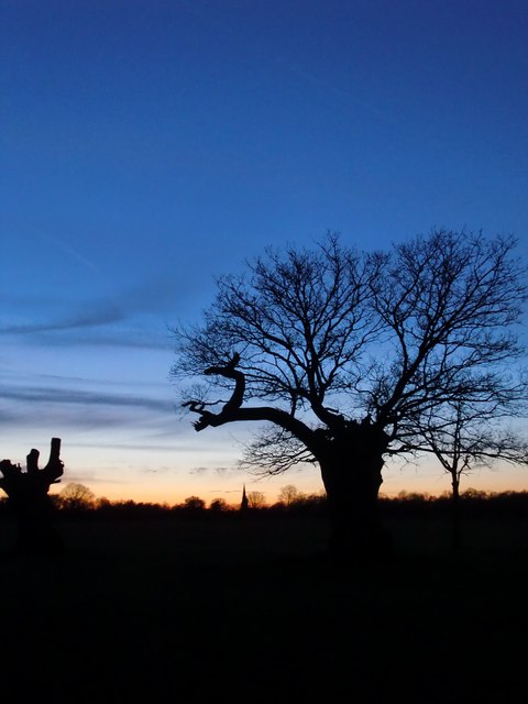 Richmond Park: trees seen against the evening sky (3)