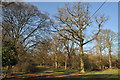 Wood in Welcombe Hill Country Park