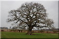 TL9427 : The Essex Way 112 - oak tree by Trevor Harris