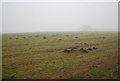 Molehills below Helmeth Hill