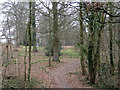 Woodland at Shaw Common