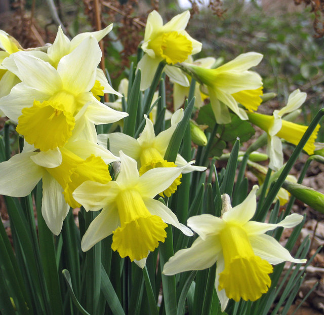 Wild daffodils at Shaw Common © Pauline E cc-by-sa/2.0 :: Geograph ...