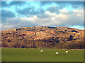NY7815 : Sheep pastures near Brough by Karl and Ali