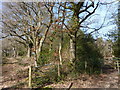 Oaks on the edge of Oakers Wood