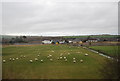 Sheep near Reston