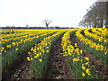 SW7630 : Small Daffodil field at Penwarne by Rod Allday