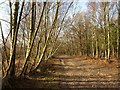 Track on Headley Heath