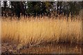 Reeds in Lashford Lane Fen