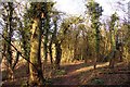 Footpath in Lashford Lane Fen