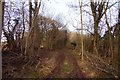 A track in Lashford Lane Fen