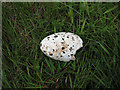 NC1247 : Razorbill egg by Hugh Venables
