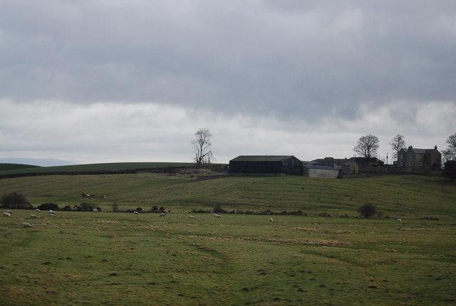 Sheep grazing below Hoppen Farm